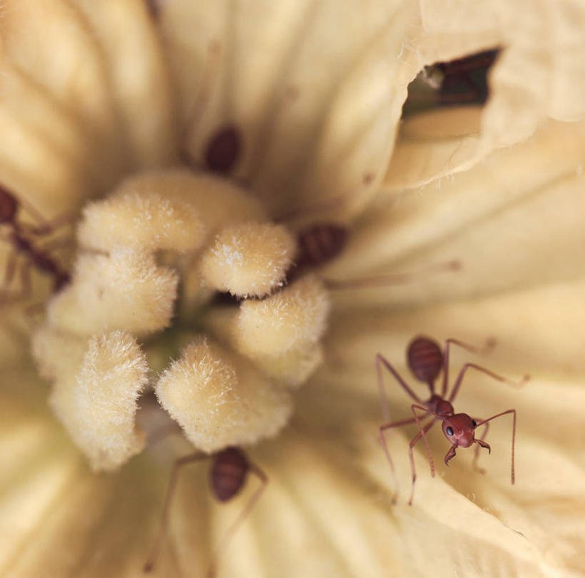 无人,横图,室内,特写,白天,正面,微距,野生动物,朦胧,模糊,盛开,昆虫,蚂蚁,花蕾,注视,花,花瓣,花朵,鲜花,一朵,动物,花苞,花蕊,观察,看,趴着,可爱,活泼,五只,观看,察看,关注,蚁,玄驹,益虫,趴,半身,彩图,微距摄影