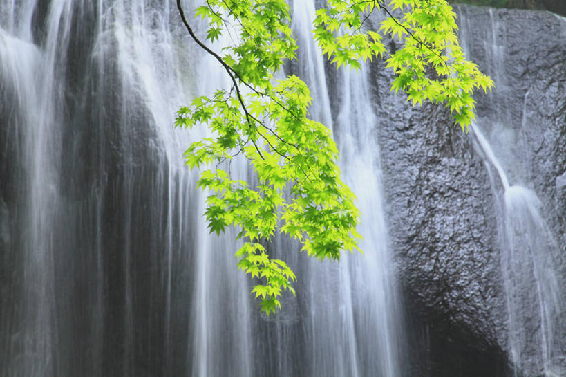 无人,横图,室外,白天,正面,旅游,度假,美景,瀑布,水,植物,日本,亚洲,阴影,飞溅,溅,光线,液体,影子,景观,水滴,枝条,娱乐,水珠,树,树木,树枝,绿色,阳光,自然,享受,休闲,景色,放松,生长,成长,喷洒,自然风光,东亚,本州,本州岛,日本国,东北地方,福岛,福岛县,虬枝,枝杈,跌水,彩图,耶麻郡,猪苗代町