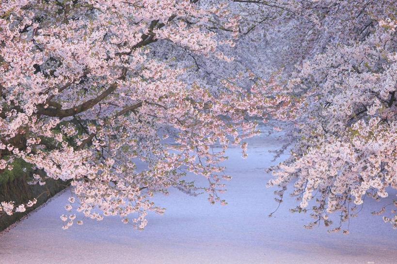 无人,公园,横图,室外,白天,正面,旅游,度假,幸福,纯洁,美景,植物,樱花,日本,亚洲,阴影,盛开,光线,影子,景观,枝条,花蕾,娱乐,花,花瓣,花朵,鲜花,树,树木,树枝,粉色,绿色,阳光,自然,花苞,花蕊,享受,休闲,景色,放松,生长,成长,等待,生命,自然风光,东亚,本州,本州岛,日本国,青森,青森县,东北地方,仙樱花,福岛樱,青肤樱,高尚,热烈,弘前,弘前市,虬枝,枝杈,荆桃,彩图,青森弘前公园