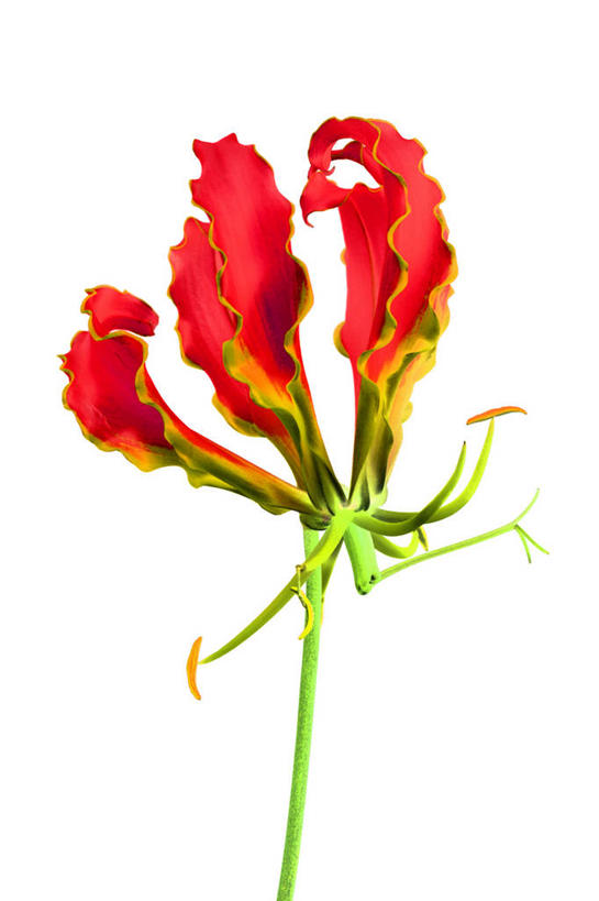 无人,竖图,插画,室内,特写,白天,白色背景,正面,数码,科技,阴影,盛开,网络,高光,几何,计算机图形,合成,花蕾,图画,画,花,花瓣,花朵,鲜花,一朵,红色,花苞,花蕊,嘉兰,电脑合成图,数码合成图,合成图,漫画,写实,具体,具象,荣耀,荣光,彩图,变色兰