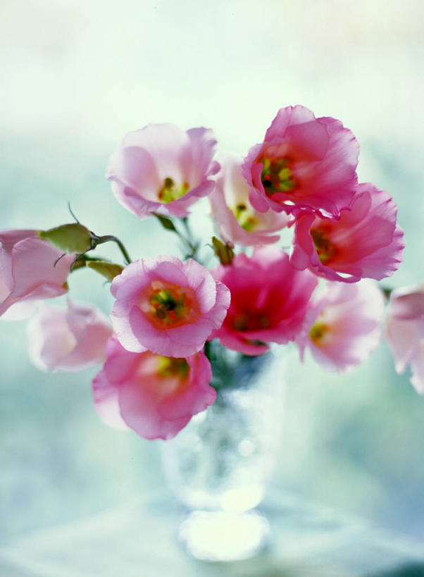 无人,竖图,室内,特写,白天,正面,爱情,智慧,水,风信子,花瓶,许多,阴影,朦胧,模糊,艺术,装饰,盛开,反射,液体,影子,水滴,很多,花蕾,文化,玻璃制品,花,花瓣,花朵,鲜花,粉色,插花,玻璃瓶,瓶子,花苞,花蕊,悲伤,华丽,修饰,喜悦,插花艺术,点缀,创造,风信花,创作,怀念,想象,悲哀,衬托,美观,雅致,雅观,西洋水仙,彩图