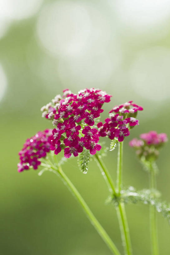无人,竖图,室外,特写,白天,正面,美景,植物,阴影,朦胧,模糊,光线,影子,景观,草药,药草,中药,紫色,阳光,自然,景色,自然风光,药材,中草药,中药材,本草,西洋蓍草,彩图,欧蓍草