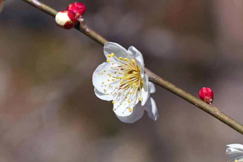 无人,横图,室外,特写,白天,正面,美景,阴影,朦胧,模糊,盛开,光线,影子,景观,梅花,枝条,花蕾,花,花瓣,花朵,鲜花,树枝,一朵,白色,阳光,自然,花苞,花蕊,景色,高雅,坚强,自然风光,虬枝,枝杈,春梅,梅,彩图