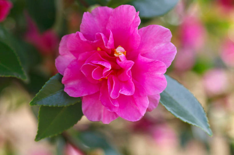 无人,横图,室外,特写,白天,正面,花海,花圃,美景,植物,山茶花,叶子,许多,阴影,朦胧,模糊,盛开,光线,影子,景观,很多,花蕾,花,花瓣,花朵,花卉,鲜花,粉色,绿色,阳光,自然,花丛,花束,花田,花苞,花蕊,景色,自然风光,玉茗花,耐冬,海石榴,茶梅,茶花,彩图