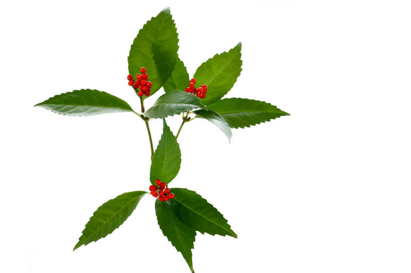 无人,横图,室内,特写,白天,白色背景,正面,植物,松树,叶子,果实,绿叶,枝条,树,树木,树枝,绿色,自然,嫩叶,摄影,影棚,生长,成长,坚定,长寿,贞洁,虬枝,枝杈,叶,叶片,彩图,影棚拍摄,拍摄,红松