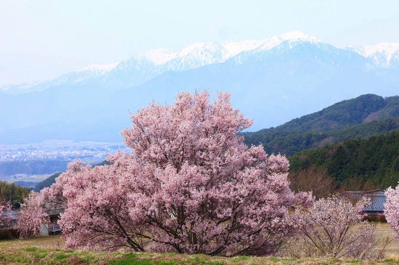 无人,横图,室外,白天,正面,旅游,度假,幸福,纯洁,草地,草坪,美景,山,山脉,植物,樱花,长野县,日本,亚洲,阴影,盛开,光线,影子,景观,山峰,云,云朵,枝条,山峦,花蕾,云彩,娱乐,草,花,花瓣,花朵,鲜花,树,树木,树枝,蓝色,绿色,白云,蓝天,天空,阳光,自然,群山,天,花苞,花蕊,享受,休闲,景色,放松,生长,晴朗,成长,等待,生命,自然风光,东亚,本州,本州岛,日本国,中部地方,长野,仙樱花,福岛樱,青肤樱,高尚,热烈,虬枝,枝杈,驹根市,晴空,荆桃,彩图
