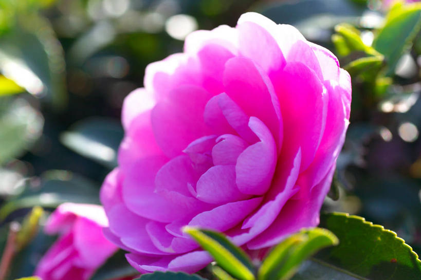 无人,横图,室外,特写,白天,正面,美景,植物,山茶花,叶子,阴影,朦胧,模糊,盛开,光线,影子,景观,绿叶,花,花瓣,花朵,花卉,鲜花,一朵,粉色,阳光,自然,花蕊,嫩叶,景色,自然风光,玉茗花,耐冬,海石榴,茶梅,茶花,叶,叶片,彩图