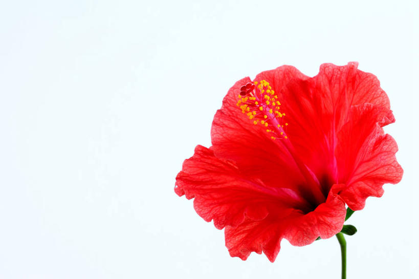 无人,横图,室内,特写,白天,白色背景,正面,阴影,盛开,反射,影子,花蕾,花,花瓣,花朵,鲜花,一朵,红色,花苞,花蕊,摄影,影棚,芙蓉,芙蓉花,木芙蓉,拒霜花,地芙蓉,彩图,影棚拍摄,拍摄