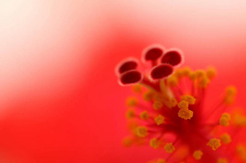 无人,横图,俯视,室内,特写,白天,阴影,红色背景,盛开,反射,影子,花蕾,花,花瓣,花朵,鲜花,红色,花苞,花蕊,摄影,影棚,芙蓉,芙蓉花,木芙蓉,拒霜花,地芙蓉,彩图,高角度拍摄,影棚拍摄,拍摄