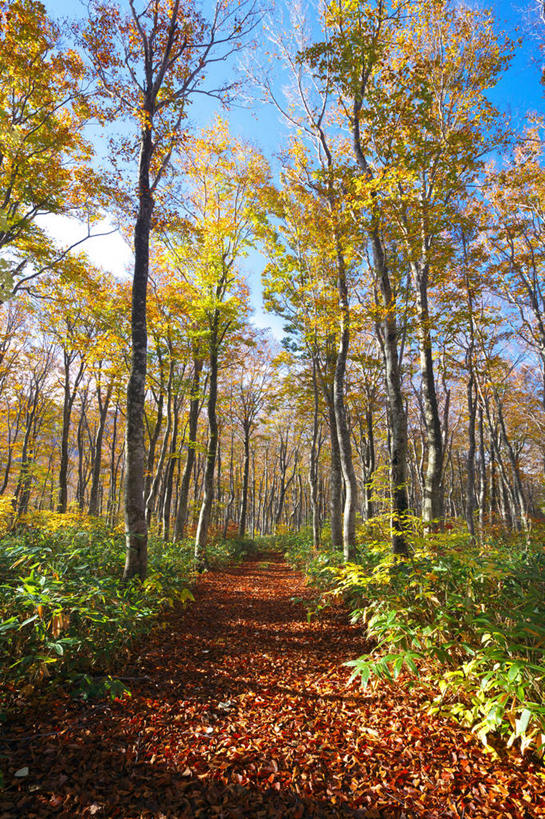 无人,竖图,室外,白天,正面,旅游,度假,美景,树林,植物,叶子,日本,亚洲,阴影,光线,影子,景观,云,云朵,枯叶,落叶,云彩,娱乐,树,树木,蓝色,绿色,白云,蓝天,天空,阳光,自然,天,享受,休闲,景色,放松,生长,晴朗,成长,自然风光,东亚,本州,本州岛,日本国,青森,青森县,东北地方,叶,叶片,晴空,彩图,八甲田山