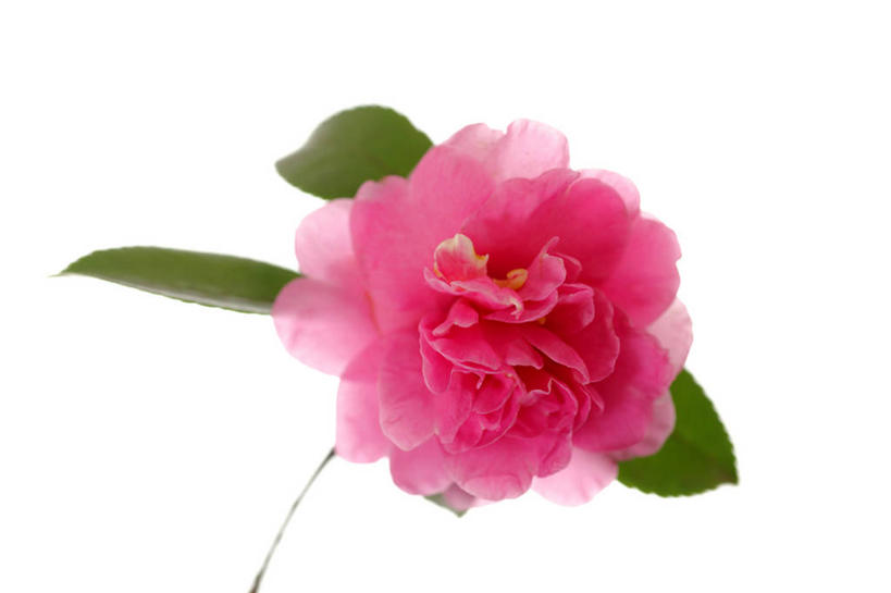 无人,横图,室内,特写,白天,白色背景,正面,山茶花,阴影,盛开,反射,影子,花蕾,花,花瓣,花朵,鲜花,一朵,红色,白色,花苞,花蕊,摄影,影棚,玉茗花,耐冬,海石榴,茶梅,茶花,彩图,影棚拍摄,拍摄