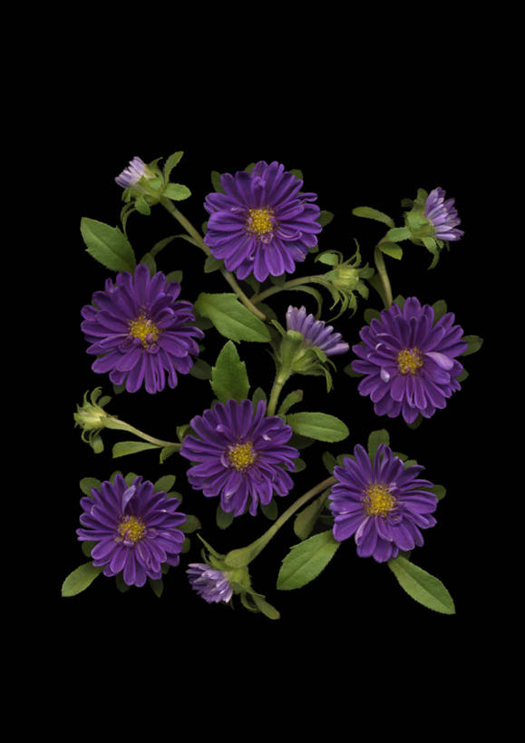 无人,竖图,俯视,室内,特写,白天,许多,阴影,黑色背景,盛开,反射,影子,很多,花蕾,花,花瓣,花朵,鲜花,紫色,黑色,花苞,花蕊,摄影,影棚,紫菀,彩图,高角度拍摄,影棚拍摄,拍摄,还魂草,驴耳朵菜,驴夹板菜,青牛舌头花,青菀,山白菜,紫倩