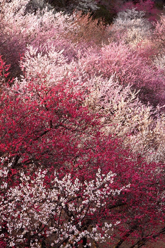 无人,竖图,俯视,室外,特写,白天,美景,许多,阴影,朦胧,模糊,盛开,光线,影子,景观,梅花,很多,花蕾,花,花瓣,花朵,鲜花,红色,阳光,自然,花苞,花蕊,景色,高雅,坚强,自然风光,春梅,梅,彩图,高角度拍摄