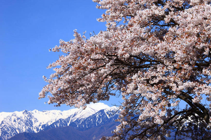 无人,横图,室外,白天,正面,旅游,度假,幸福,纯洁,美景,山,雪,雪山,植物,大雪,樱花,长野县,日本,亚洲,许多,阴影,盛开,光线,影子,冰,积雪,景观,山峰,雪景,冬季,冬天,山峦,很多,花蕾,娱乐,花,花瓣,花朵,鲜花,树,树木,粉色,蓝色,绿色,蓝天,天空,阳光,自然,天,花苞,花蕊,享受,休闲,景色,放松,寒冷,生长,晴朗,成长,等待,冰冷,生命,自然风光,东亚,本州,万里无云,本州岛,日本国,中部地方,长野,仙樱花,福岛樱,青肤樱,高尚,严寒,冰凉,酷寒,凛冽,凛凛,极冷,热烈,驹根市,晴空,晴空万里,荆桃,彩图