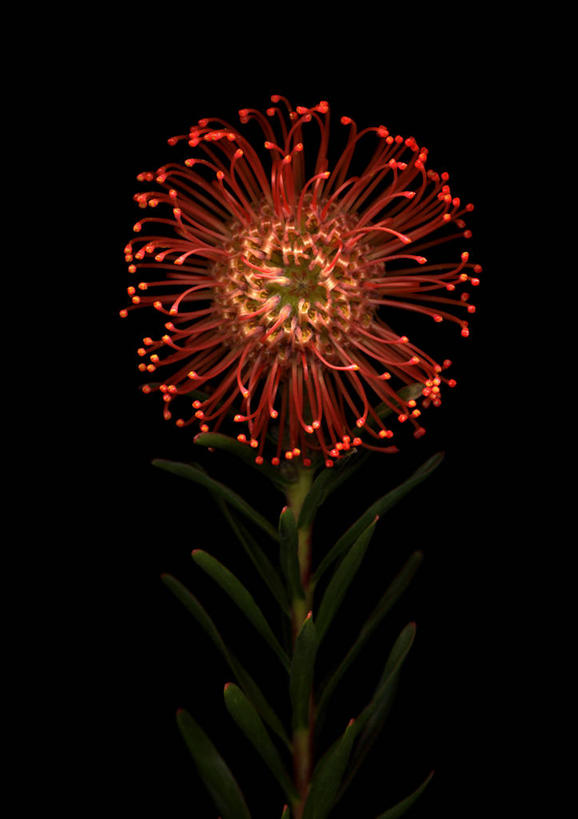 无人,竖图,室内,特写,白天,正面,阴影,黑色背景,盛开,反射,影子,祝福,花蕾,花,花瓣,花朵,鲜花,一朵,红色,黑色,花苞,花蕊,摄影,影棚,针垫花,风轮花,针包花,彩图,影棚拍摄,欢乐,拍摄