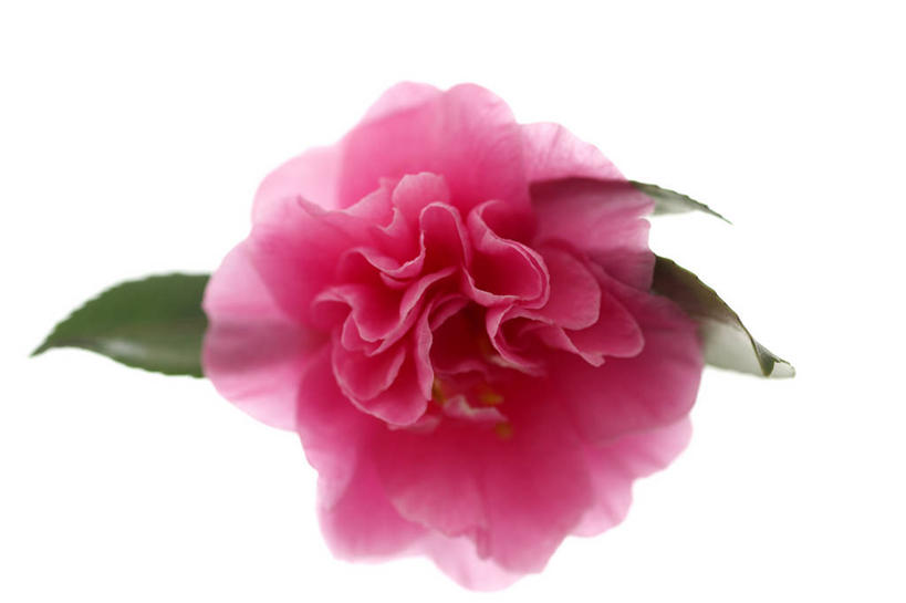 无人,横图,室内,特写,白天,白色背景,正面,山茶花,阴影,盛开,反射,影子,花蕾,花,花瓣,花朵,鲜花,一朵,粉色,白色,花苞,花蕊,摄影,影棚,玉茗花,耐冬,海石榴,茶梅,茶花,彩图,影棚拍摄,拍摄