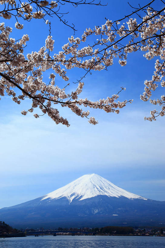 无人,竖图,室外,白天,正面,旅游,度假,幸福,纯洁,湖,湖泊,火山,美景,山,水,雪,雪山,大雪,樱花,富士山,日本,亚洲,许多,阴影,盛开,光线,影子,冰,湖面,积雪,景观,山峰,水流,水面,雪景,云,云朵,冬季,冬天,枝条,山峦,很多,花蕾,云彩,娱乐,花,花瓣,花朵,鲜花,树枝,粉色,蓝色,白云,蓝天,天空,阳光,自然,湖水,天,花苞,花蕊,享受,休闲,景色,放松,寒冷,晴朗,等待,冰冷,生命,自然风光,东亚,本州,本州岛,日本国,中部地方,山梨,山梨县,仙樱花,福岛樱,青肤樱,高尚,严寒,冰凉,酷寒,凛冽,凛凛,极冷,富士五湖,热烈,虬枝,枝杈,活火山,晴空,荆桃,彩图,河口湖,南都留郡,富士河口湖町