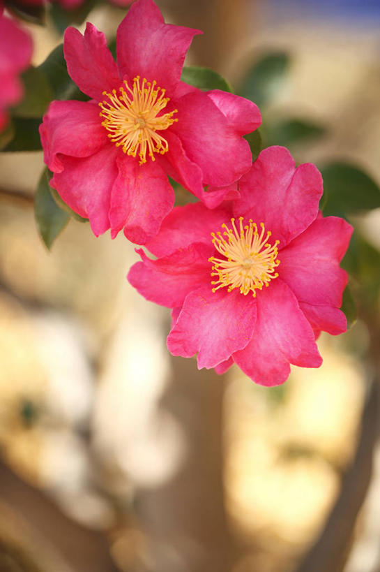 无人,竖图,室外,特写,白天,正面,美景,山茶花,阴影,朦胧,模糊,盛开,光线,影子,景观,花蕾,花,花瓣,花朵,鲜花,两朵,红色,阳光,自然,花苞,花蕊,景色,自然风光,玉茗花,耐冬,海石榴,茶梅,茶花,彩图