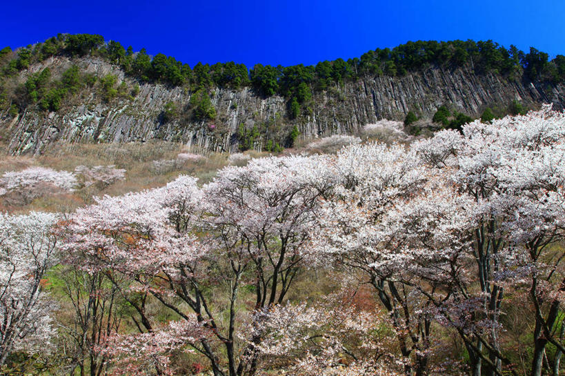 无人,横图,室外,白天,仰视,旅游,度假,美景,森林,山,山脉,树林,植物,奈良县,日本,亚洲,许多,阴影,盛开,光线,影子,景观,山峰,山峦,很多,花蕾,娱乐,花,花瓣,花朵,鲜花,树,树木,蓝色,绿色,白色,蓝天,天空,阳光,自然,群山,天,花苞,花蕊,享受,休闲,景色,放松,生长,晴朗,成长,自然风光,东亚,本州,万里无云,本州岛,日本国,近畿地方,奈良,近畿,晴空,晴空万里,彩图,低角度拍摄,宇陀郡,曾尔村