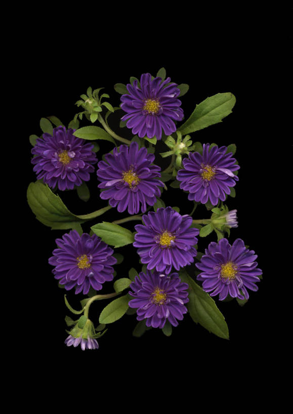 无人,竖图,室内,特写,白天,正面,许多,阴影,黑色背景,盛开,反射,影子,很多,花蕾,花,花瓣,花朵,鲜花,紫色,黑色,花苞,花蕊,摄影,影棚,紫菀,彩图,影棚拍摄,拍摄,还魂草,驴耳朵菜,驴夹板菜,青牛舌头花,青菀,山白菜,紫倩