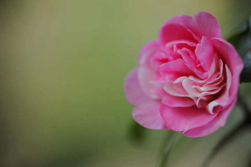 无人,横图,室外,特写,白天,正面,美景,山茶花,阴影,朦胧,模糊,盛开,光线,影子,景观,花蕾,花,花瓣,花朵,鲜花,一朵,粉色,阳光,自然,花苞,花蕊,景色,自然风光,玉茗花,耐冬,海石榴,茶梅,茶花,彩图