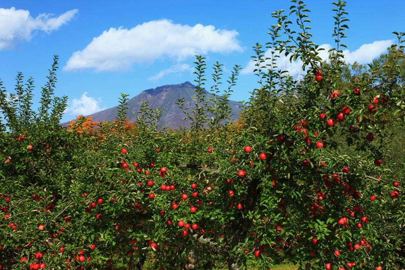 无人,横图,室外,白天,正面,旅游,度假,美景,山,山脉,植物,苹果,水果,日本,亚洲,许多,阴影,新鲜,光线,影子,景观,山峰,云,云朵,生食,食品,果实,果树,山峦,很多,云彩,娱乐,树,树木,食物,红色,蓝色,绿色,白云,蓝天,天空,阳光,自然,群山,天,红苹果,享受,休闲,景色,放松,有机食品,绿色食品,生长,晴朗,成长,自然风光,东亚,本州,本州岛,日本国,青森,青森县,东北地方,弘前,弘前市,晴空,彩图,岩木山
