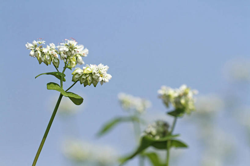无人,横图,俯视,室外,特写,白天,农作物,美景,许多,阴影,朦胧,模糊,盛开,光线,影子,景观,谷物,很多,荞麦,花蕾,花,花瓣,花朵,鲜花,蓝色,白色,蓝天,天空,阳光,自然,天,花苞,花蕊,景色,荞麦花,晴朗,自然风光,万里无云,晴空,晴空万里,彩图,高角度拍摄