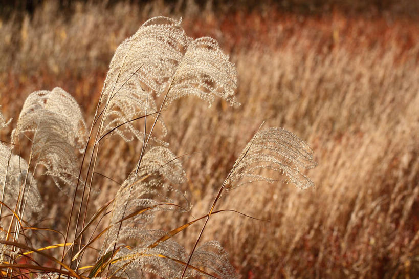 无人,横图,室外,白天,正面,旅游,度假,美景,植物,许多,阴影,朦胧,模糊,光线,影子,景观,很多,蒲苇,娱乐,黄色,红色,绿色,白色,阳光,自然,享受,休闲,景色,放松,生长,成长,自然风光,彩图