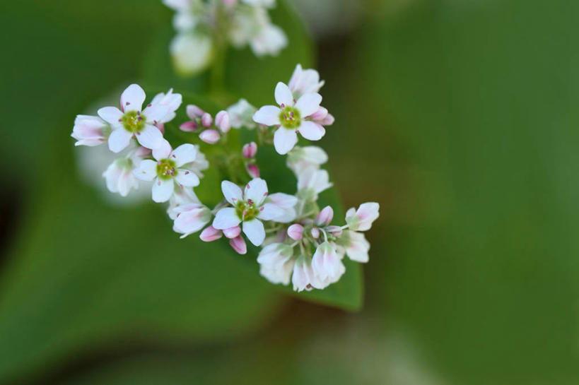 无人,横图,俯视,室外,特写,白天,农作物,草地,草坪,美景,植物,许多,阴影,朦胧,模糊,盛开,光线,影子,景观,谷物,很多,荞麦,花蕾,草,花,花瓣,花朵,鲜花,绿色,白色,阳光,自然,花苞,花蕊,景色,荞麦花,自然风光,彩图,高角度拍摄