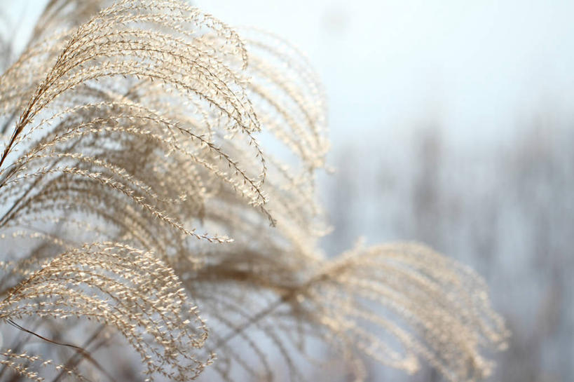 无人,横图,室外,特写,白天,正面,美景,植物,许多,枯萎,朦胧,模糊,景观,乌云,云,阴天,云朵,枯草,很多,蒲苇,云彩,草,黄色,绿色,白色,天空,自然,天,景色,生长,成长,昏暗,阴沉,自然风光,彩图