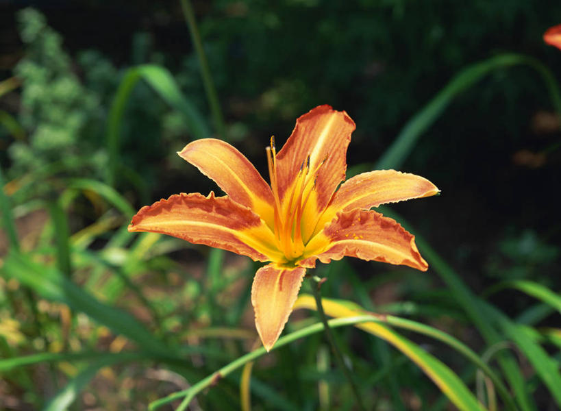 无人,横图,俯视,室外,特写,白天,美景,萱草,叶子,阴影,朦胧,模糊,盛开,光线,影子,景观,绿叶,花蕾,花,花瓣,花朵,鲜花,阳光,自然,花苞,花蕊,橙色,嫩叶,景色,自然风光,疗愁,萱草花,宜男,叶,叶片,忘忧草,金针菜,黄花菜,黄花,彩图,高角度拍摄