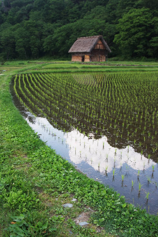 无人,家,木屋,农田,竖图,室外,白天,正面,旅游,度假,农业,庄稼,农作物,美景,森林,树林,植物,日本,亚洲,阴影,光线,影子,稻田,景观,谷物,水稻,娱乐,稻,住宅,树,树木,绿色,倒影,阳光,自然,享受,休闲,景色,放松,生长,成长,倒映,自然风光,东亚,本州,本州岛,日本国,中部地方,岐阜,岐阜县,反照,彩图,耕地,庄稼田,茅舍,茅屋,棚屋,小木屋,小屋,大野郡,白川村