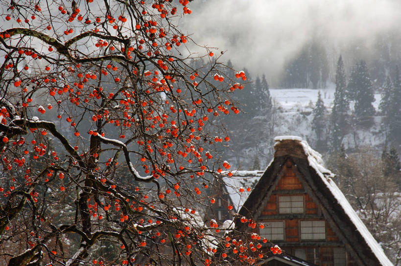 无人,家,木屋,横图,室外,白天,正面,旅游,度假,美景,森林,树林,雪,植物,雾,大雪,日本,亚洲,阴影,朦胧,模糊,光线,影子,积雪,景观,雪景,冬季,冬天,娱乐,住宅,树,树木,绿色,阳光,自然,享受,休闲,景色,放松,寒冷,生长,成长,迷雾,自然风光,东亚,本州,本州岛,日本国,中部地方,岐阜,岐阜县,严寒,大雾,彩图,茅舍,茅屋,棚屋,小木屋,小屋,大野郡,白川村