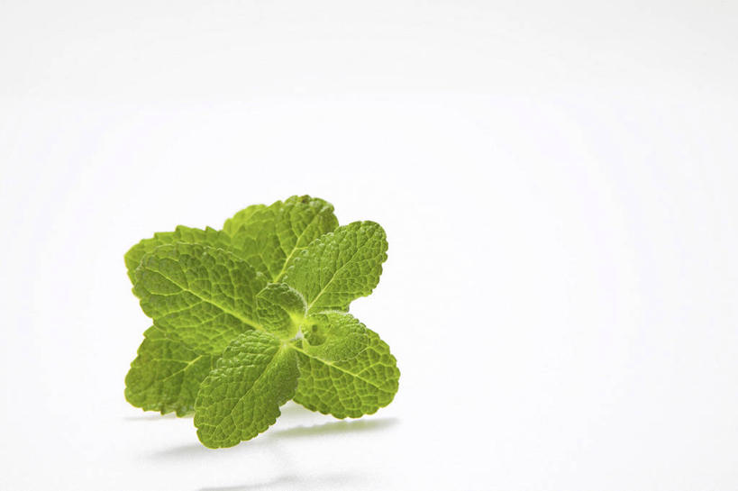 无人,横图,室内,特写,白天,白色背景,正面,叶子,阴影,反射,影子,薄荷,绿叶,银丹草,嫩叶,摄影,影棚,斑叶凤梨薄荷,苹果薄荷,夜息香,叶,叶片,彩图,影棚拍摄,拍摄