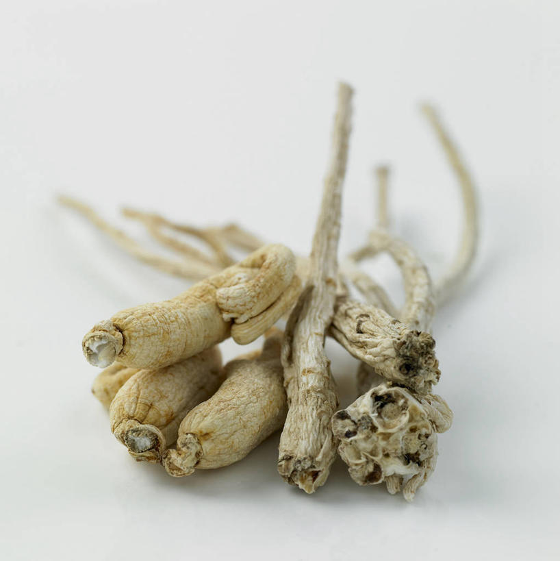 无人,竖图,俯视,室内,特写,白天,白色背景,植物,人参,一堆,许多,阴影,堆叠,堆积,朦胧,模糊,反射,影子,草药,药草,很多,中药,摄影,影棚,堆,药材,中草药,中药材,本草,百尺杵,海腴,皱面还丹,人衔,参,彩图,高角度拍摄,影棚拍摄,拍摄
