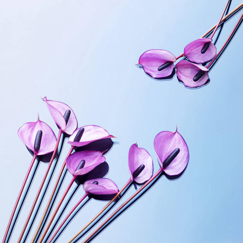 无人,竖图,室内,特写,白天,正面,热情,阴影,蓝色背景,盛开,反射,影子,火鹤花,安祖花,花蕾,花,花瓣,花朵,鲜花,紫色,花苞,花蕊,摄影,影棚,红掌,花烛,红鹤芋,猪尾花,烛台花,蜡烛花,大展宏图,热血,彩图,影棚拍摄,拍摄