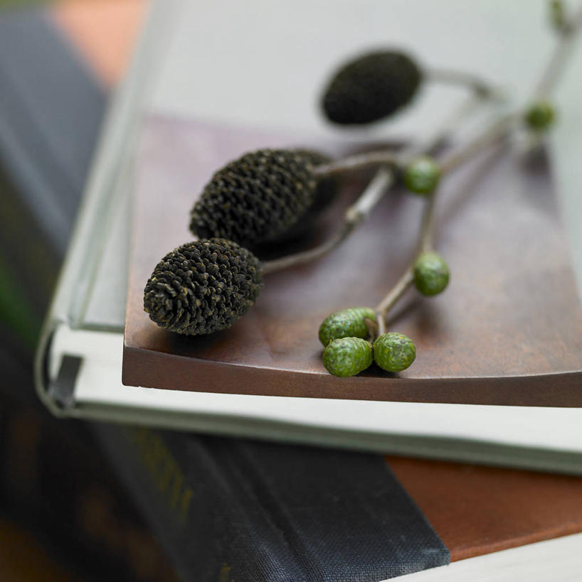 无人,竖图,俯视,室内,特写,白天,书籍,阴影,朦胧,模糊,反射,影子,坚果,果实,松果,枝条,树枝,书本,干果,松塔,虬枝,枝杈,书,图书,彩图,高角度拍摄