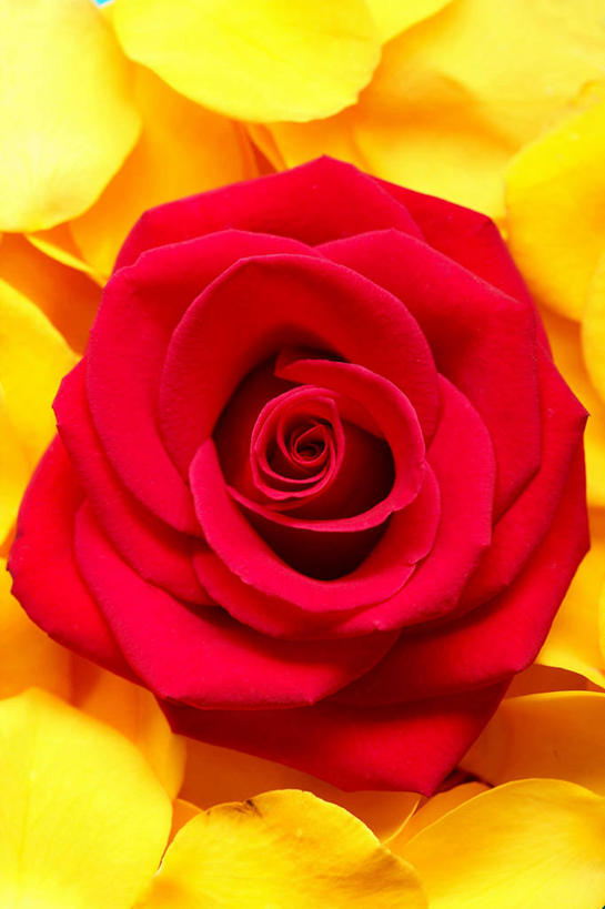 无人,竖图,俯视,室内,特写,白天,爱情,幸福,纯洁,热情,玫瑰,阴影,盛开,反射,影子,玫瑰花,浪漫,花蕾,花,花瓣,花朵,鲜花,一朵,红色,花苞,花蕊,温暖,温馨,恩爱,红玫瑰,和睦,感动,尊敬,天真,刺玫花,徘徊花,彩图,高角度拍摄,融洽