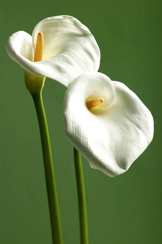 无人,竖图,室内,特写,白天,正面,纯洁,马蹄莲,绿色背景,盛开,花蕾,花,花瓣,花朵,鲜花,虔诚,两朵,白色,花苞,花蕊,摄影,影棚,希望,优雅,高贵,纯净,马蹄兰,博爱,永恒,尊贵,高洁,慈菇花,圣洁,水芋,水芋马,彩图,影棚拍摄,拍摄