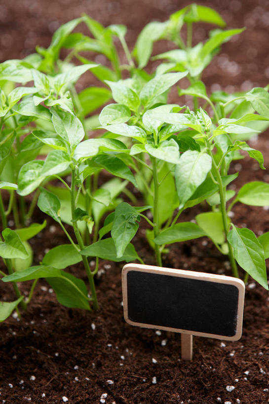 无人,竖图,俯视,室内,特写,白天,植物,阴影,朦胧,模糊,反射,影子,泥土,土壤,绿色,自然,生长,成长,彩图,高角度拍摄