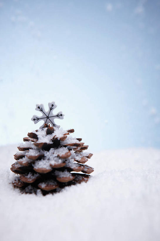 无人,竖图,室内,特写,白天,正面,雪,大雪,积雪,雪花,雪景,冬季,冬天,坚果,果实,松果,一个,干果,寒冷,摄影,影棚,单个,松塔,严寒,彩图,影棚拍摄,拍摄