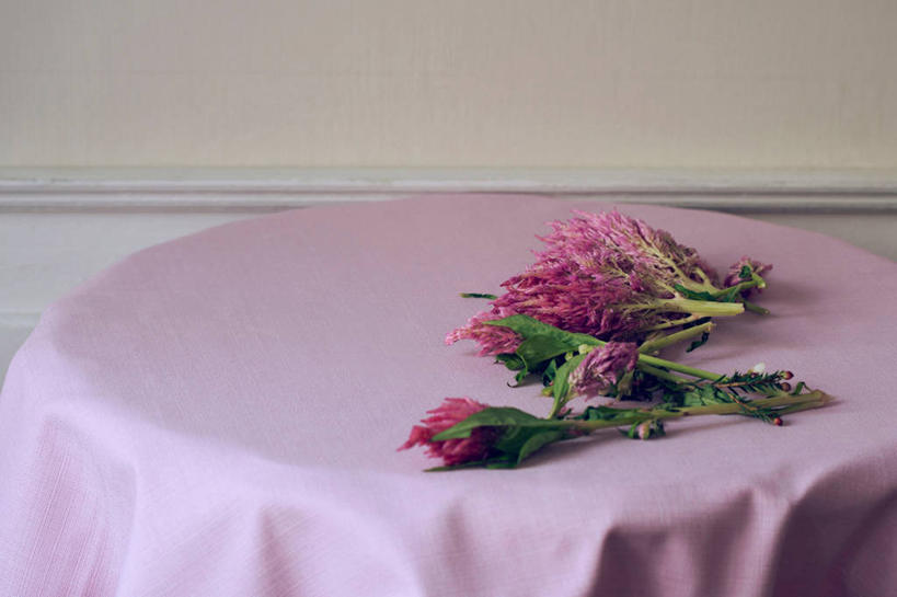 无人,横图,室内,特写,白天,正面,阴影,盛开,反射,布料,影子,花蕾,布纹,桌布,花,花瓣,花朵,鲜花,粉色,餐巾,台布,花苞,花蕊,餐桌布,彩图