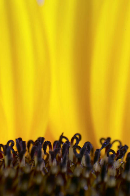 无人,竖图,室内,特写,白天,正面,爱情,幸福,太阳,向日葵,盛开,透明,辉煌,花蕾,花,花瓣,花朵,鲜花,一朵,黄色,花苞,花蕊,健康,活泼,希望,暖色,光辉,沉默,忠诚,勇敢,投缘,爱慕,光明,功名,轻快,高傲,朝阳花,葵花,望日莲,向阳花,转日莲,彩图