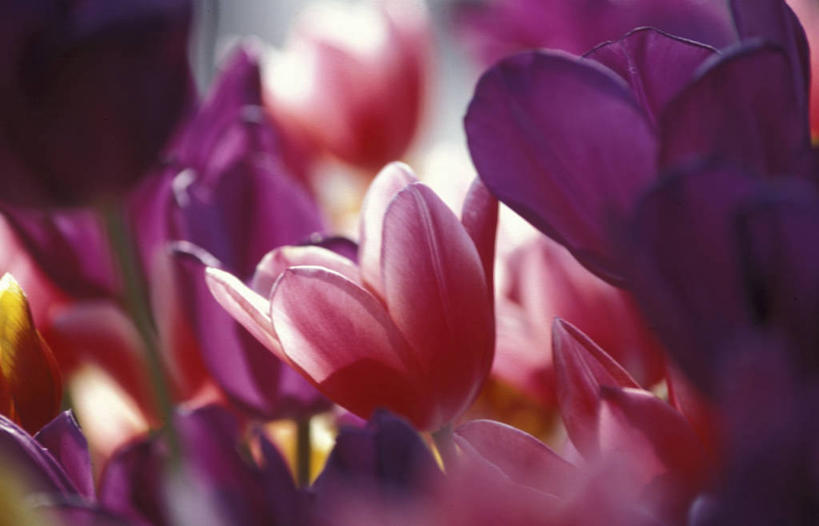 无人,横图,室外,特写,白天,正面,爱情,幸福,美景,郁金香,阴影,朦胧,模糊,盛开,光线,影子,景观,粉红色,粉红,浪漫,祝福,花蕾,花,花瓣,花朵,鲜花,粉色,阳光,自然,花苞,花蕊,健康,景色,可爱,活泼,青春,满足,甜美,表白,时髦,自然风光,荣誉,温柔,纯真,永恒,郁香,洋荷花,草麝香,彩图