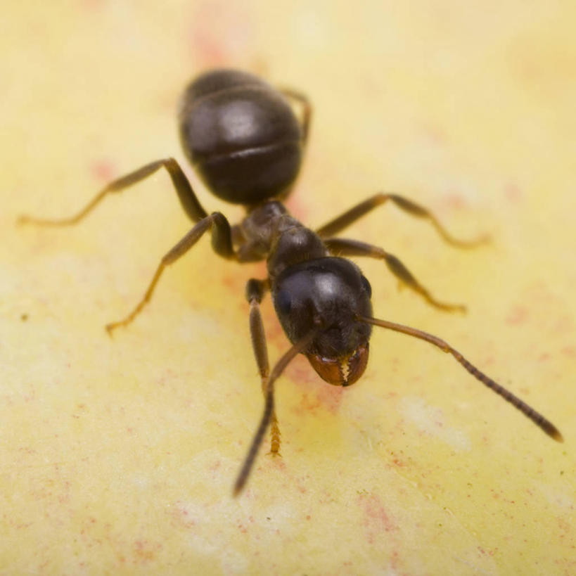无人,方图,室内,特写,白天,正面,野生动物,苹果,水果,新鲜,昆虫,蚂蚁,生食,食品,果实,注视,停留,食物,一个,一只,动物,观察,看,可爱,活泼,有机食品,绿色食品,单个,观看,停止,察看,关注,蚁,玄驹,益虫,逗留,停顿,彩图,全身