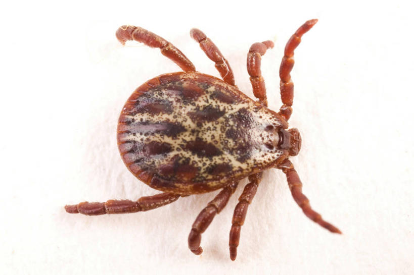 无人,横图,俯视,室内,特写,白天,白色背景,昆虫,注视,停留,一只,动物,观察,看,摄影,影棚,观看,停止,察看,关注,节肢动物,害虫,螨虫,逗留,停顿,彩图,高角度拍摄,全身,影棚拍摄,拍摄