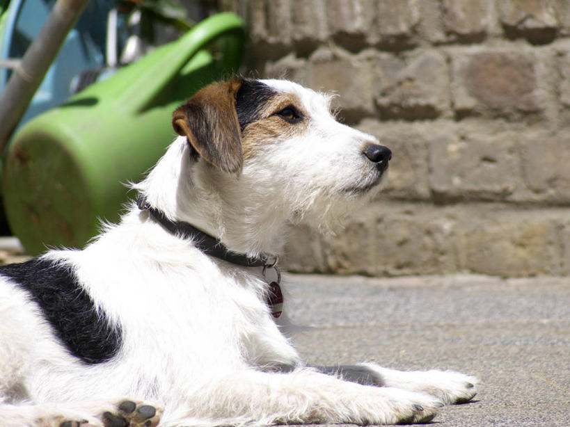 无人,横图,室外,白天,侧面,宠物,狗,阴影,朦胧,模糊,光线,腊肠犬,壶,影子,墙,洒水壶,注视,腊肠狗,墙壁,墙面,水壶,一只,阳光,动物,观察,看,趴着,可爱,观看,察看,关注,忠诚,浇水壶,犬,趴,半身,彩图,刚毛腊肠犬