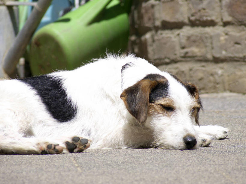 无人,横图,室外,白天,侧面,宠物,狗,阴影,朦胧,模糊,光线,腊肠犬,壶,影子,墙,洒水壶,注视,腊肠狗,墙壁,墙面,水壶,一只,阳光,动物,观察,看,趴着,可爱,观看,察看,关注,忠诚,浇水壶,犬,趴,半身,彩图,刚毛腊肠犬