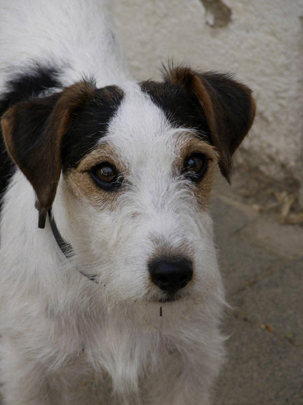 头,无人,竖图,俯视,室外,特写,白天,宠物,狗,腊肠犬,注视,腊肠狗,一只,动物,观察,看,可爱,观看,察看,关注,忠诚,头部,犬,半身,彩图,高角度拍摄,刚毛腊肠犬