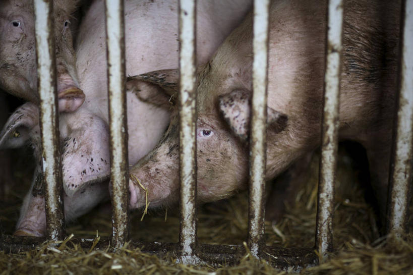 头,无人,农场,栏杆,站,横图,室内,白天,正面,畜牧业,牧场,猪,围栏,注视,护栏,动物,观察,看,站着,家畜,牲畜,三头,观看,察看,关注,畜牧,牧业,头部,站立,半身,彩图